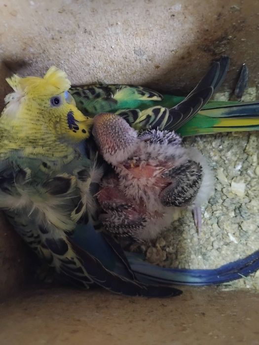 Tenho vários piriquitos, ingleses, asa negra e normais