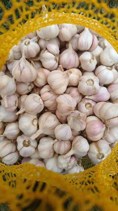 Czosnek jary wiosenny odmiany Jarus od Rolnika bez żadnych pestycydów