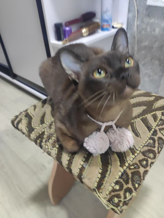Вязка бурманский кот