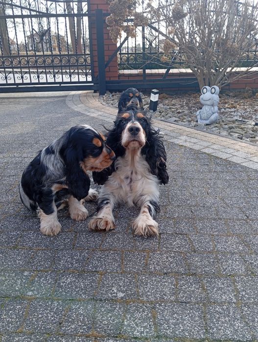 Suczka Cocker spaniel angielski