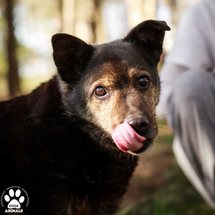 Spokojny Boyko poleca się do adopcji!