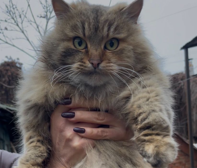 Лагідна кішечка шукає дім