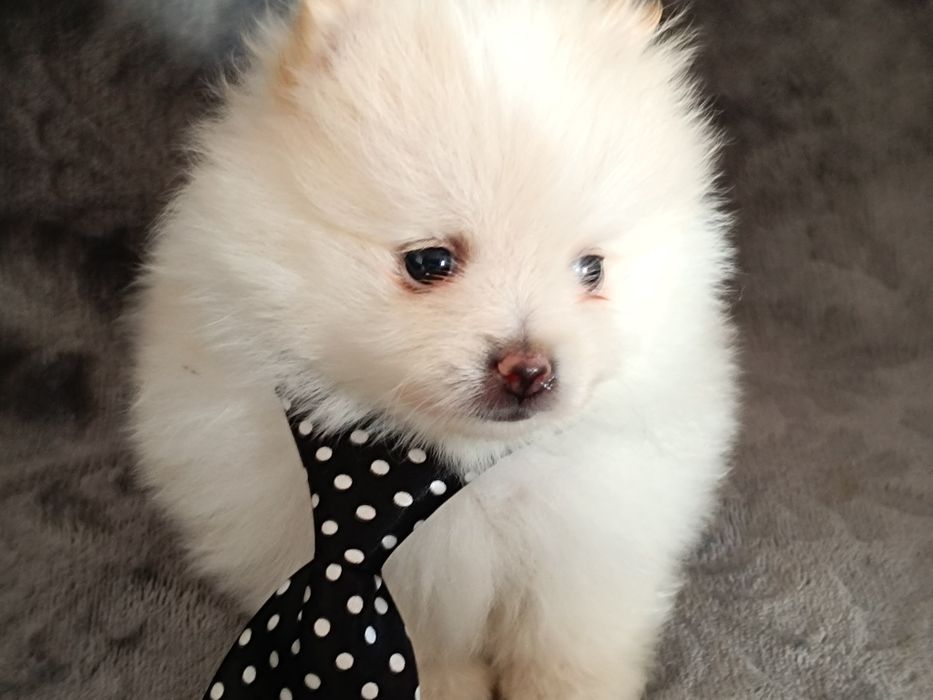 Szpic miniaturowy pomeranian piesek