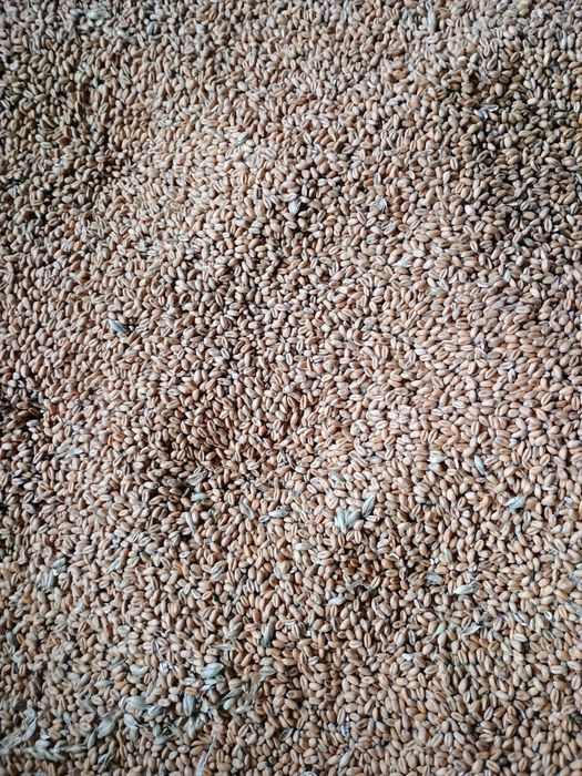 Pszenica ozima zbiór 2025