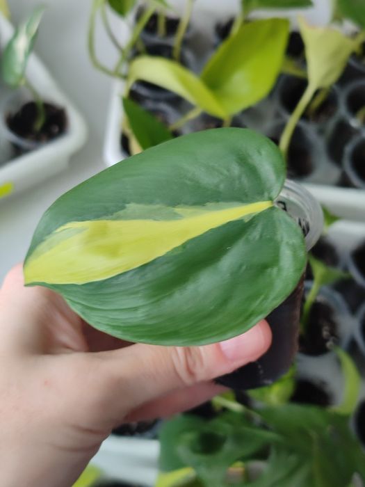 Филодендрон Сканденс Бразил и Лайм лиана