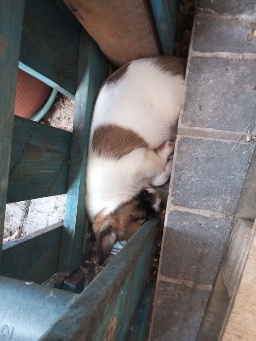 Cãezinhos para dar