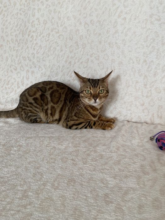 Бенгалькая кошка 7 мес