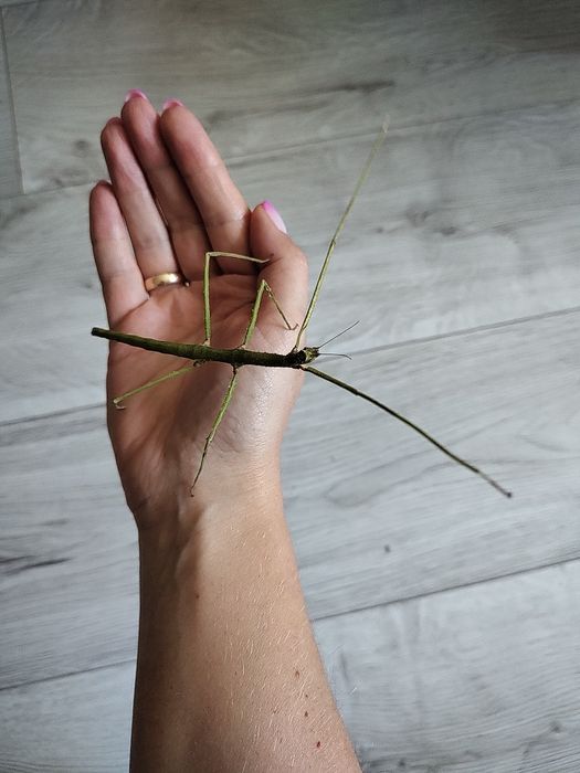 Patyczaki oddam za darmo