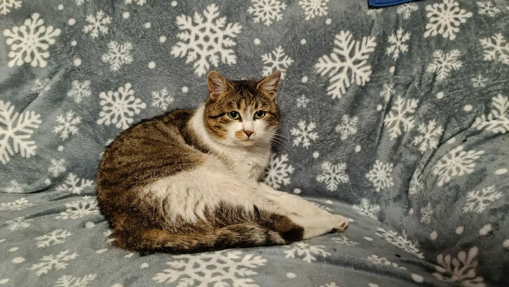 Pokochaj Gwiazdora Bezpańskie Zduńska Wola - Karsznice