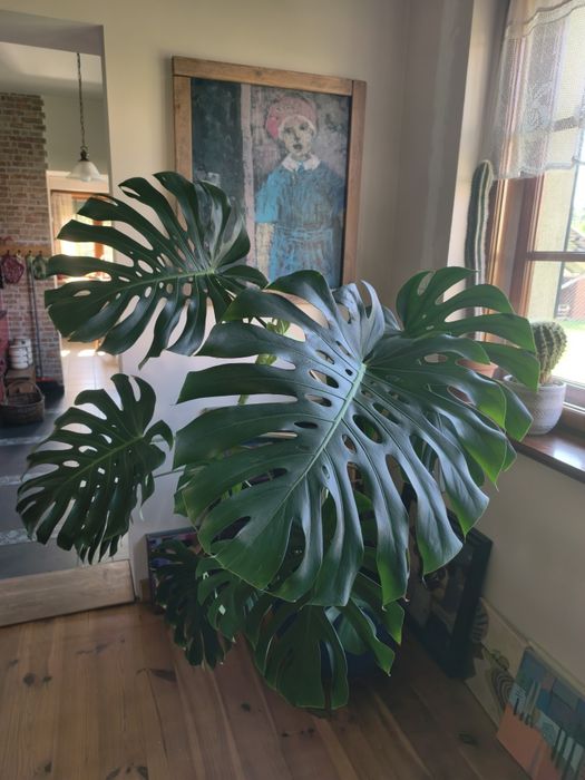 Duża roślina Monstera deliciosa