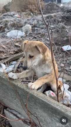 Милый и добрый щенок! Возьмите!