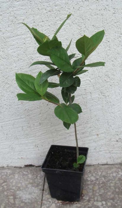 ARONIA CZARNOOWOCOWA - sadzonki 50cm w doniczkach