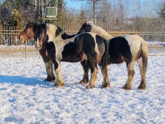 Sprzedam ogiery SROKATE