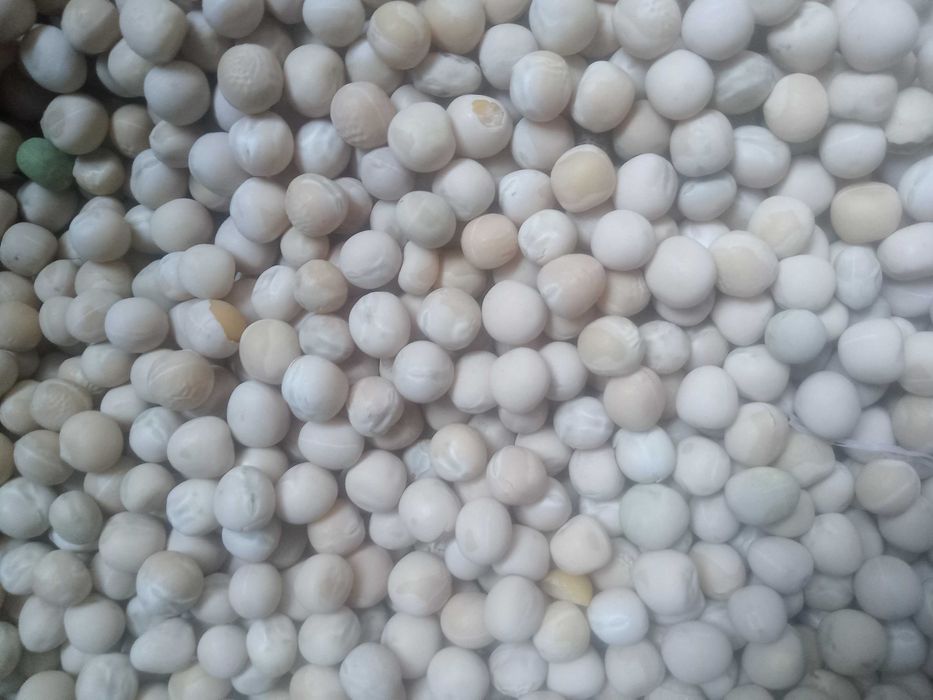 Продам горох мадонна