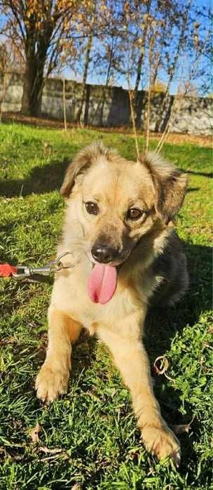 Parys piesek do adopcji