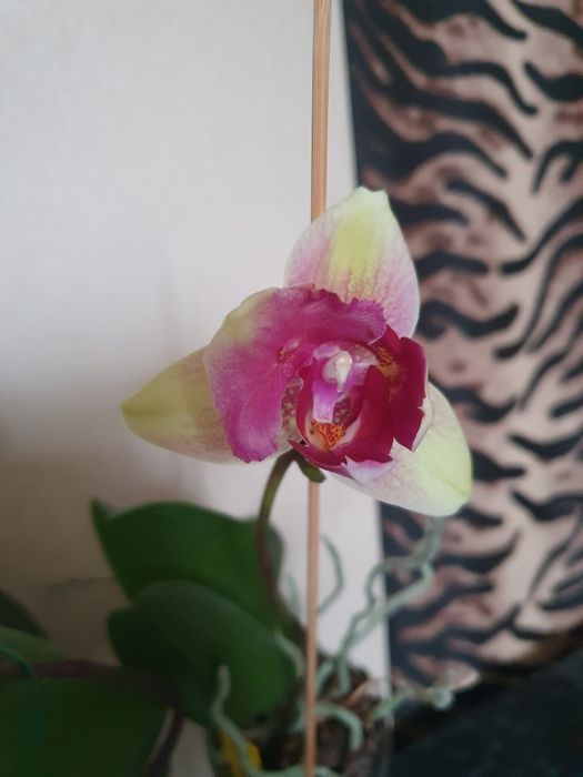 Цветущие домашние орхидеи