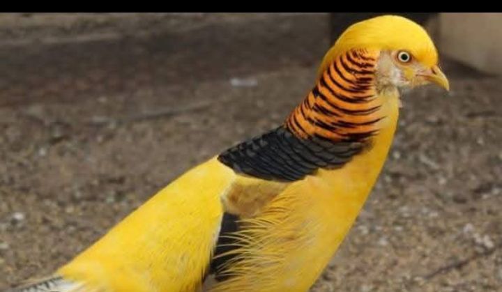 Casais Faisões de 2024 e outras aves