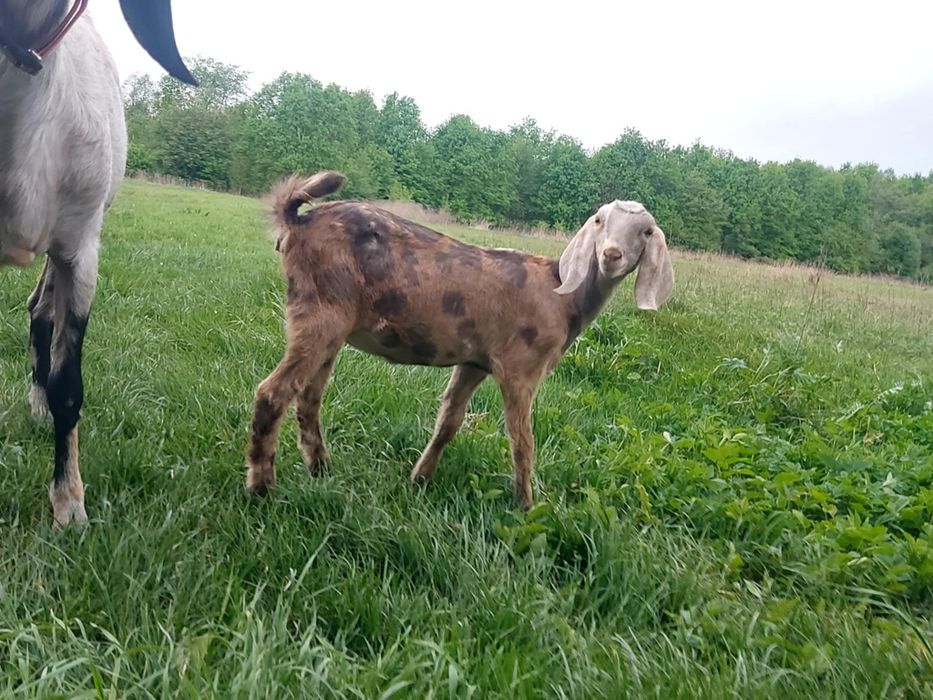 Kozy Kózki Anglonubijske koziołki małe duże