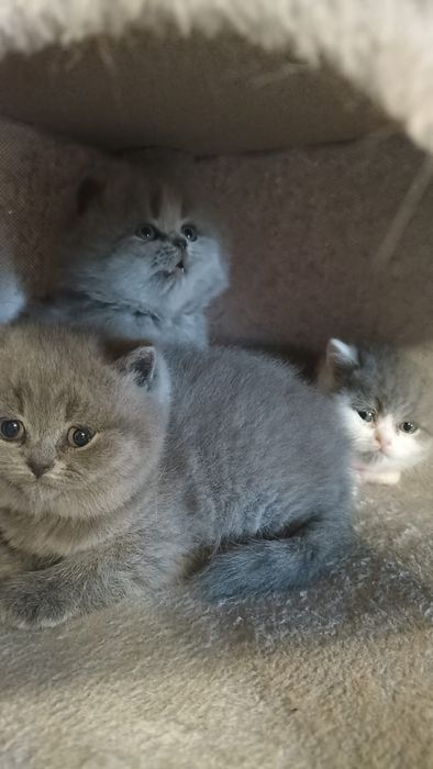 Kotka niebieska brytyjska