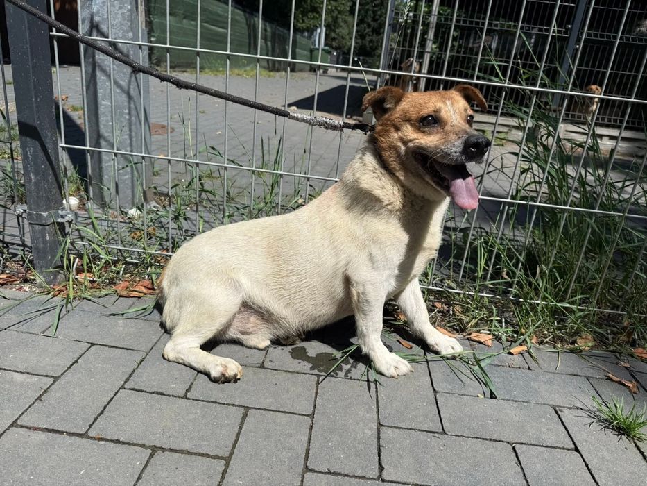 Nie Bogdan , nie Boguś a Bogumił szuka domu