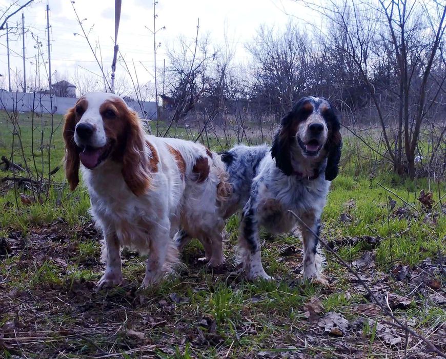 Російський Мисливський Спаніель