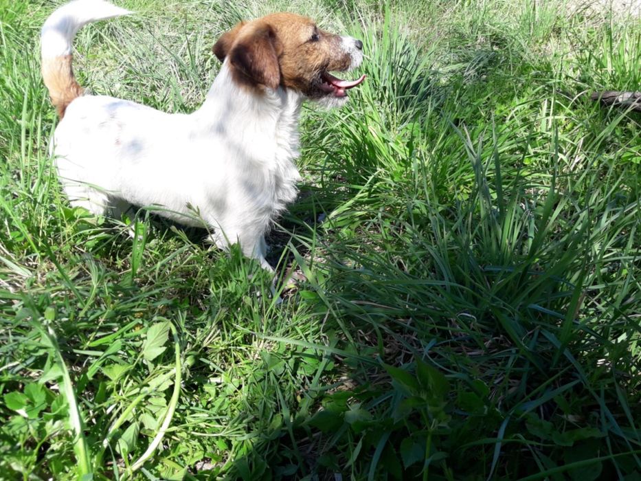 Jack Russell Terrier piesek(FCI)