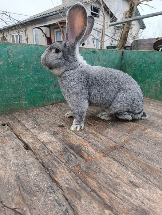 Продам робочого кроля