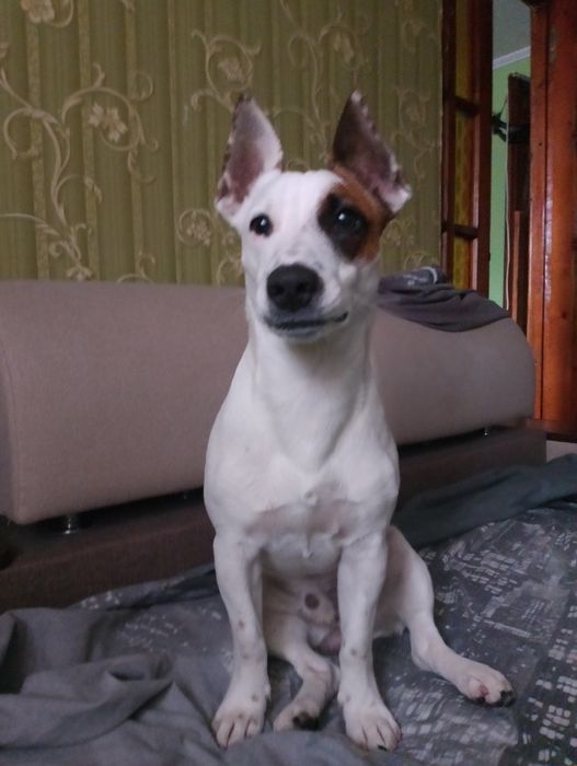 Кабелек молодой Джек Рассел