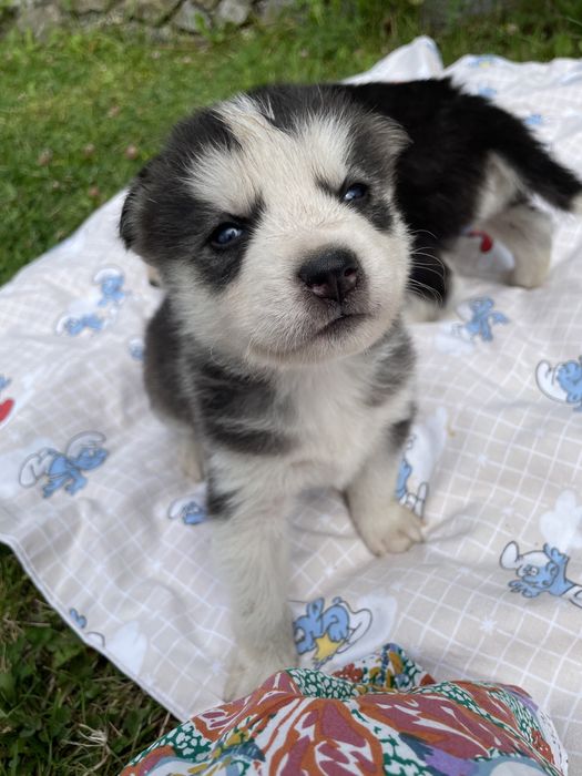 Szczeniaki Husky Syberyjski