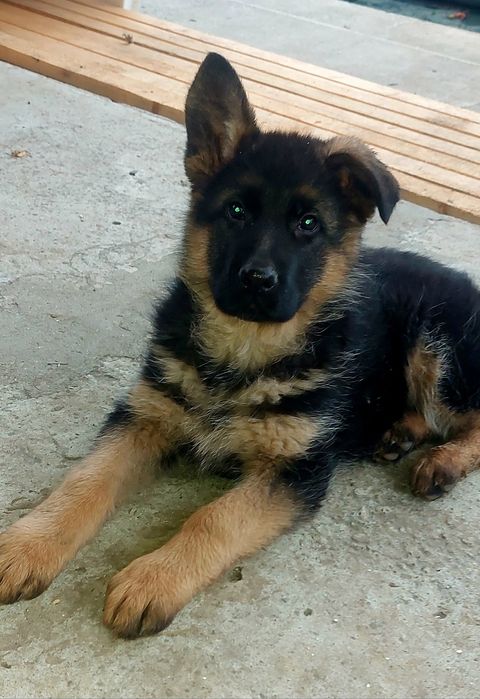 Німецька вівчарка