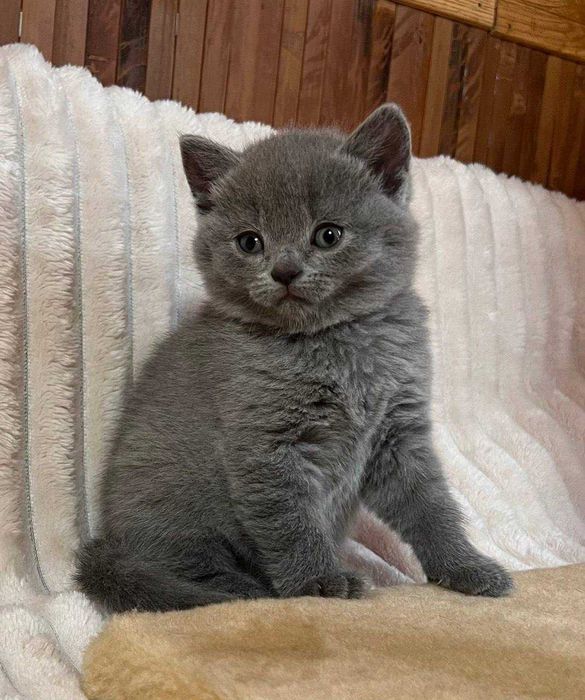 Шотландські кошенята