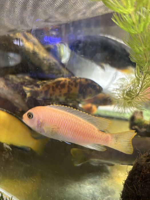 Ciclideos africanos lago de malawi