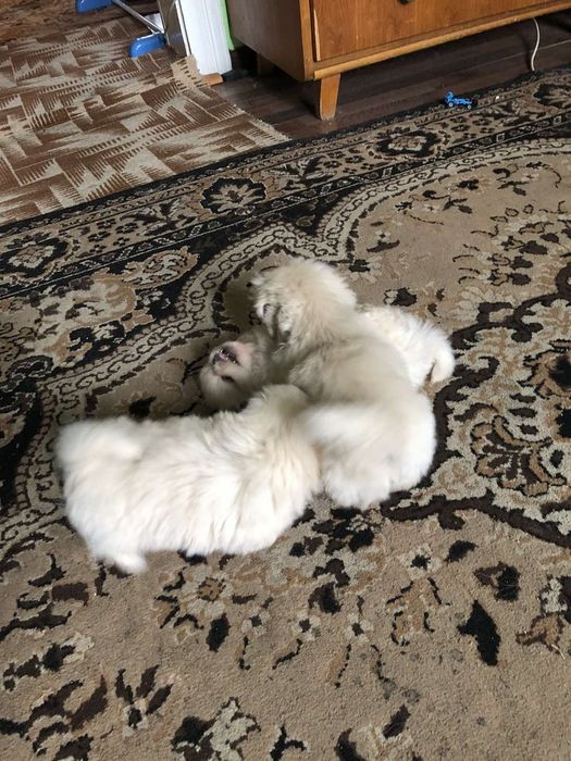 Королівські пекінеси