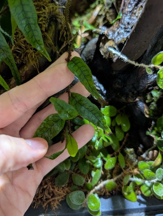 Microgramma lycopodioides для тераріумів, флораріумів, палюдаріумів