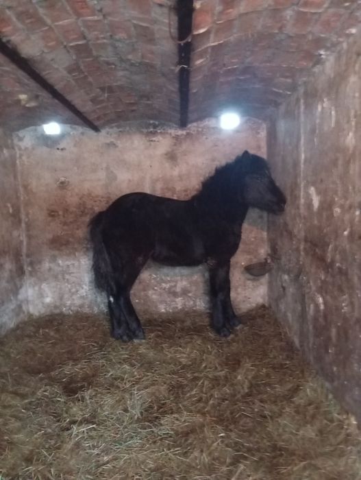 Zrebica zimnokrwista