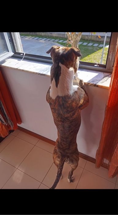 Para adocao 1,7meses