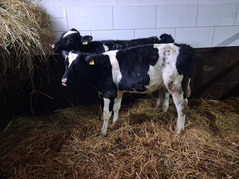 byczki cielęta cielaki polskie