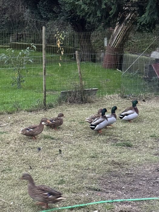 patos reais fêmeas e machos