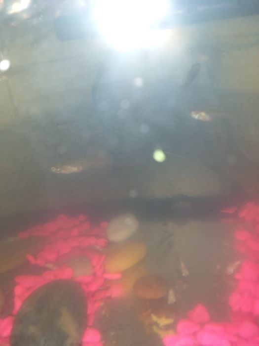 barrigudinhos pequenos e grandes