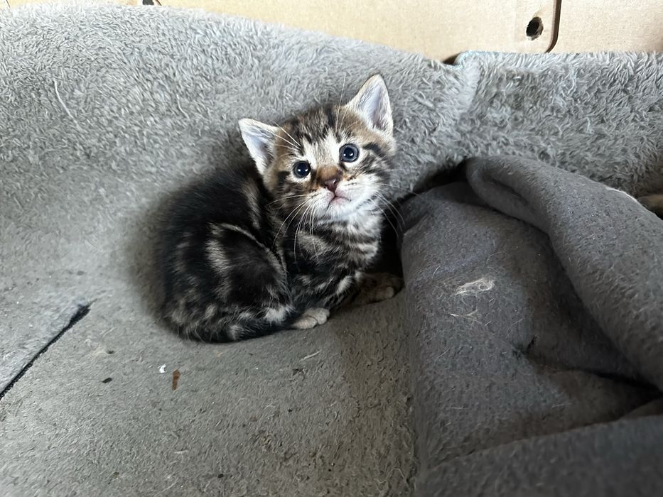 Кошеня  Тигровий окрас