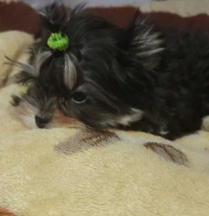 Два братика (привиті)