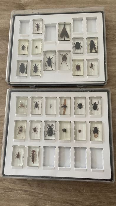 Owady kolekcja z gazetkami