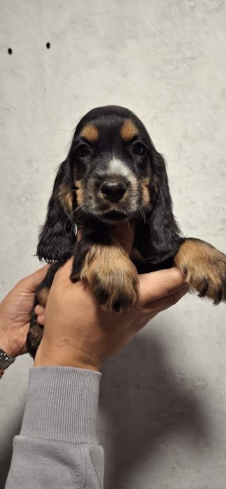 Cocker Spaniel Angielski piesek