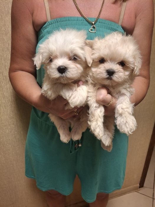 Мальтипу ф1 мини размера!