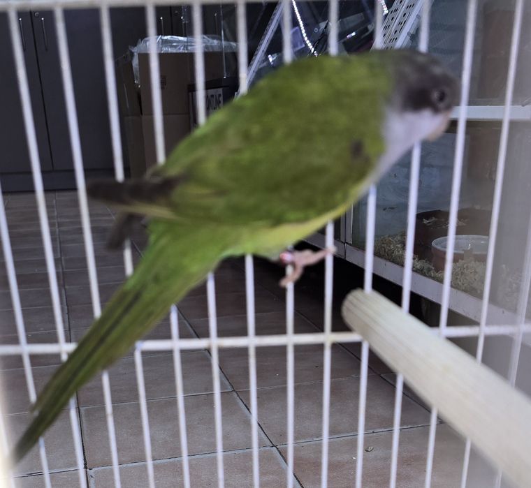 Aves raras lindíssimas