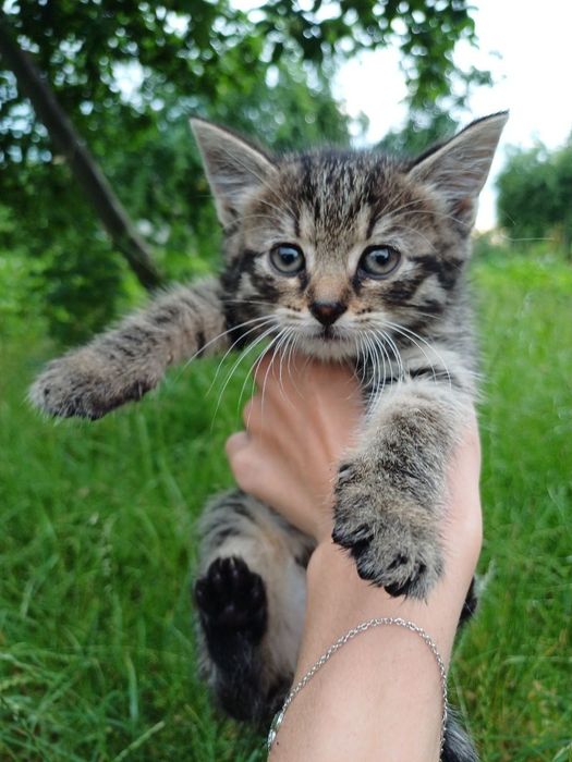 Віддам кошенят безкоштовно