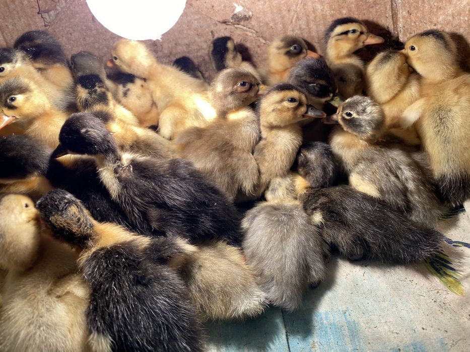 Каченята башктрка, фаворит