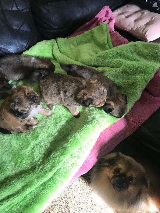 Cadelas de porte pequeno