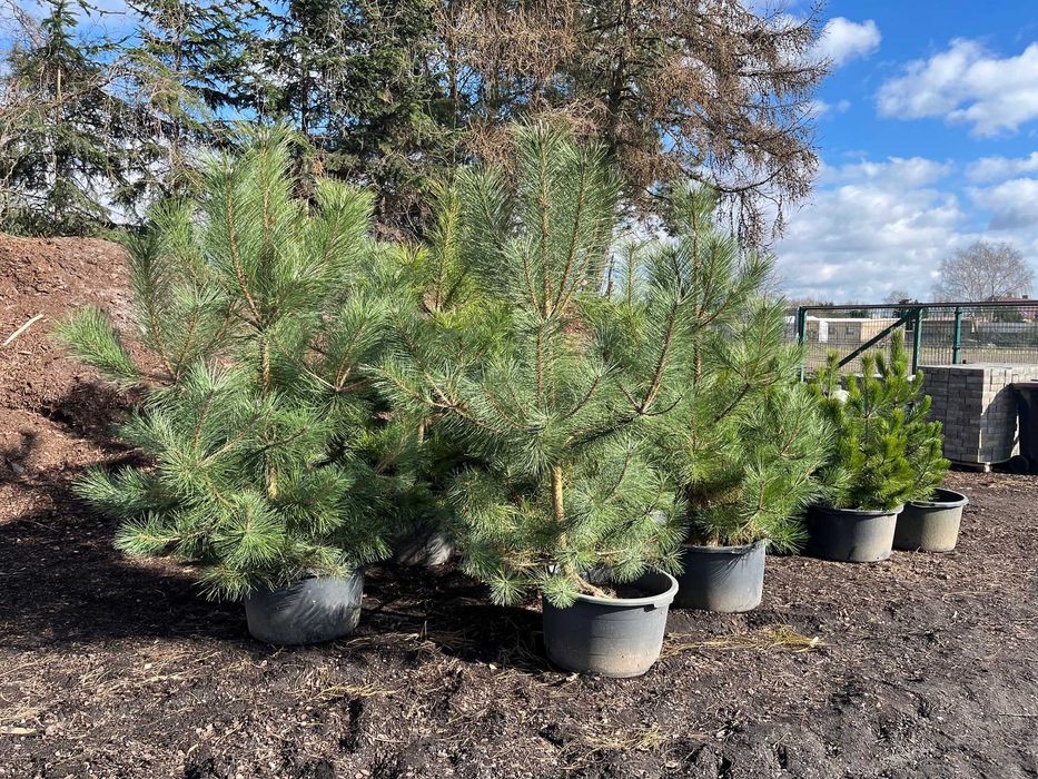 Sosna Czarna 'PINUS NIGRA' DUŻE OKAZY Donica 65l