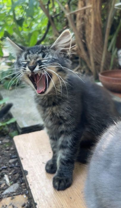 Котик у добрі руки